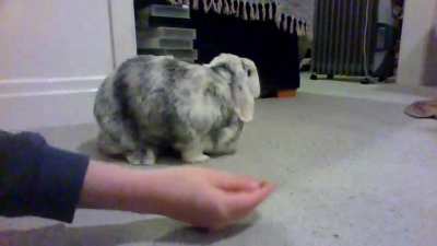 Leo getting some treats