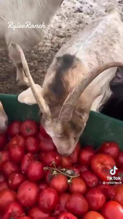 Didn&rsquo;t know goats LOVE tomatoes :)