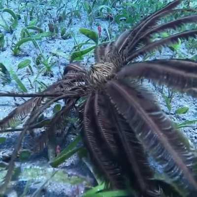 Feather Stars (Crinoids)