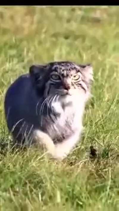 I want one (Pallas's cat). That's one fking nice kitty, right there.
