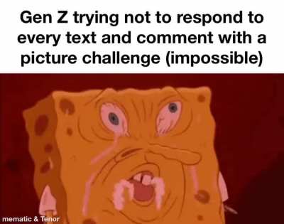 Insert a picture of a cat with an edgy caption