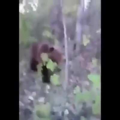 Kicking a bear