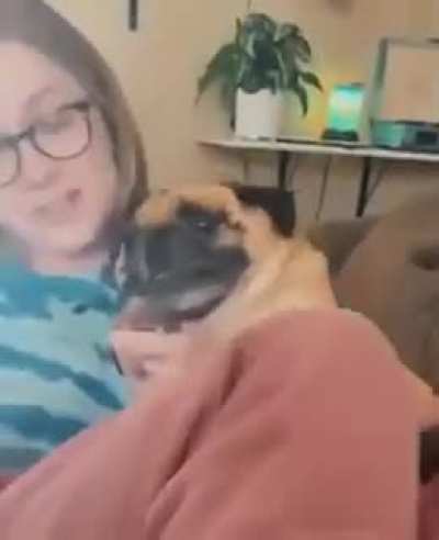 Scared puggo just doing his best