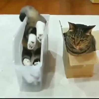 There are two kinds of cats.....