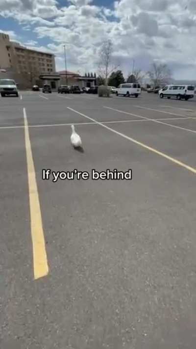 Duck Tutorial 😀