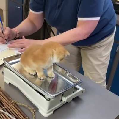 Checking My Weight