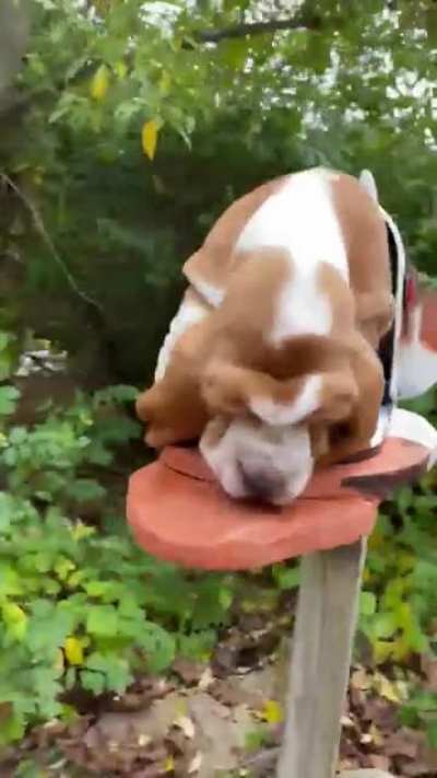 What&rsquo;s better than a basset hound mailbox?