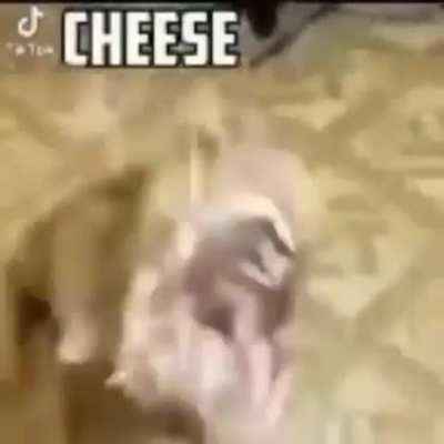 Cheese