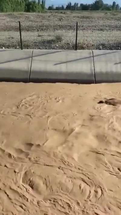 A cow drifting in a canal saved by an excavator. I&Auml;d&Auml;&plusmn;r, Turkiye