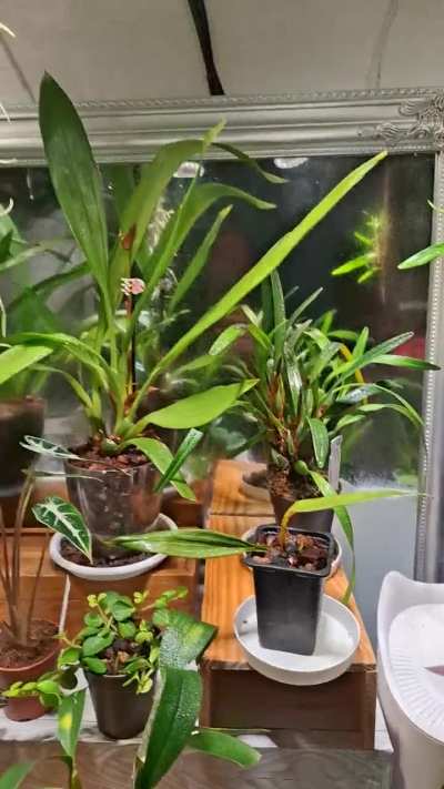 Orchids