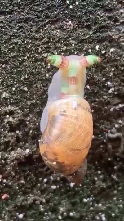 A parasitic worm has turned this snail into a "zombie" that mimics caterpillars in an effort to be eaten by a bird, where it can reproduce inside its GI tract Sorry,