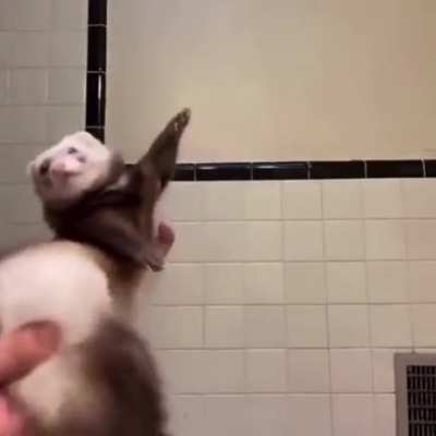 Sassy ferrets moves