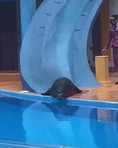 Majestic