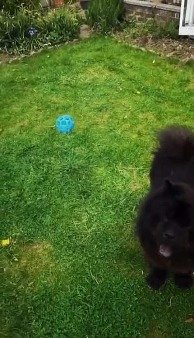 HUMAN: "get the ball" DOG: "be the ball"