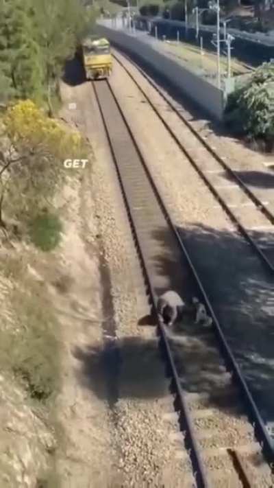Um total gigachad
