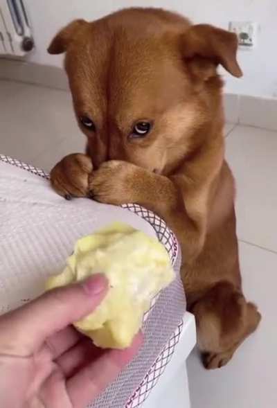 Turns out dogs and durians don&rsquo;t mix
