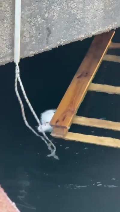 Poor kitten rescued from drowning