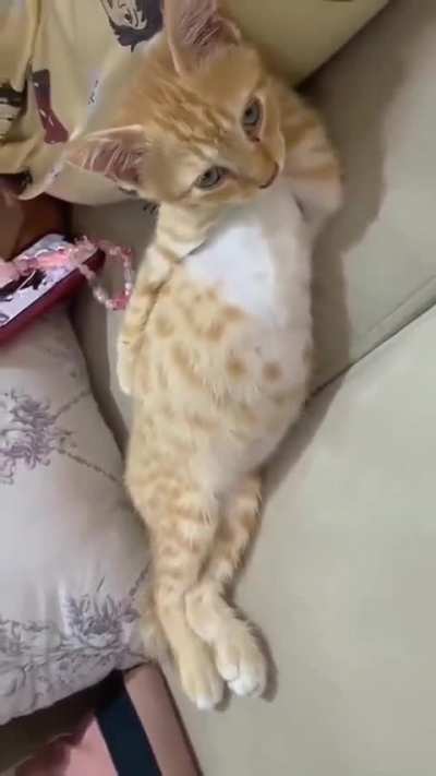 Olha que charme 
