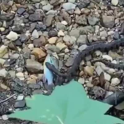 Tu