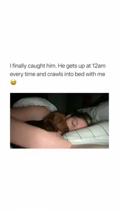 Night Cuddles