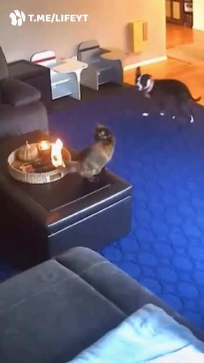 Кажется, этому Чармандеру вообще пофиг.