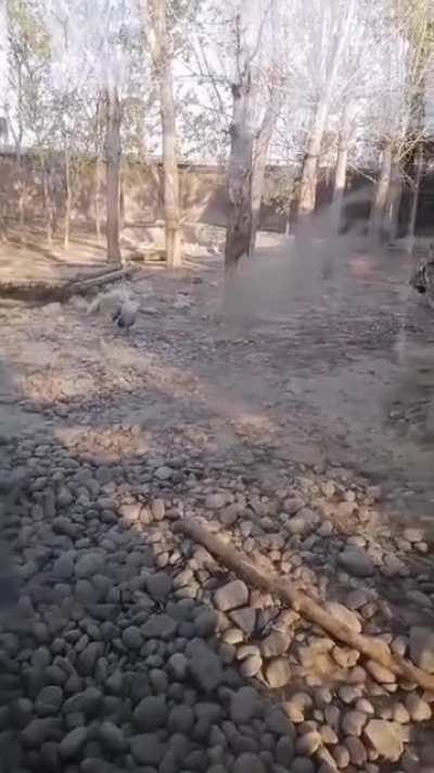 don't mess with the mad goose