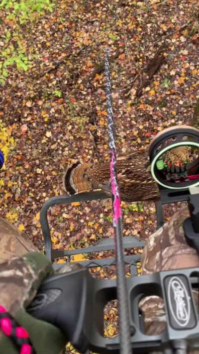 A friendly grouse hops up the ladder of a tree stand to say hi to a bow hunter