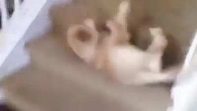 HUMAN! HI! WHAT&rsquo;S U&mdash; OH FUCK FUCK FUCK HI FREN