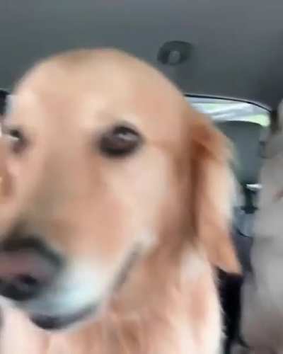 Are Huskies really that much crazier than other dogs?