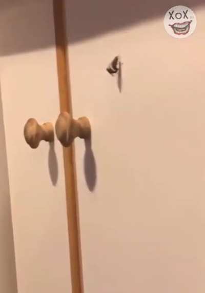 Love Bugs