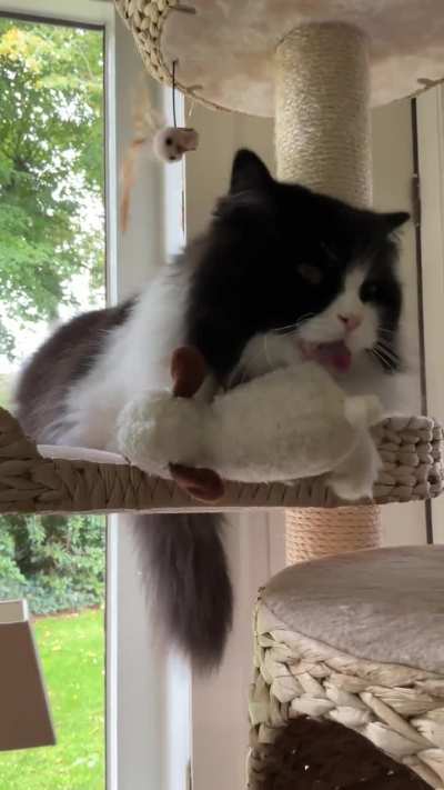 Oreo loves his little sheep