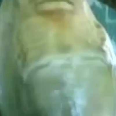 Cursed_Creature