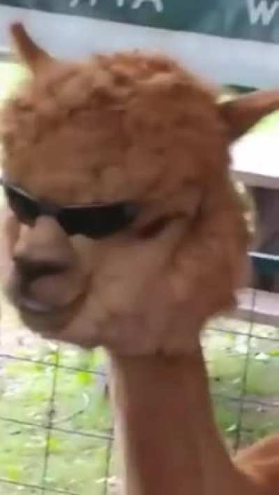 F E R N A N D O