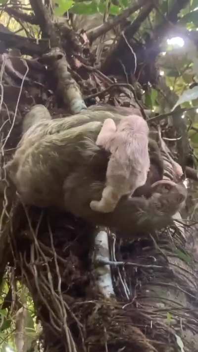 Mommy to the rescue