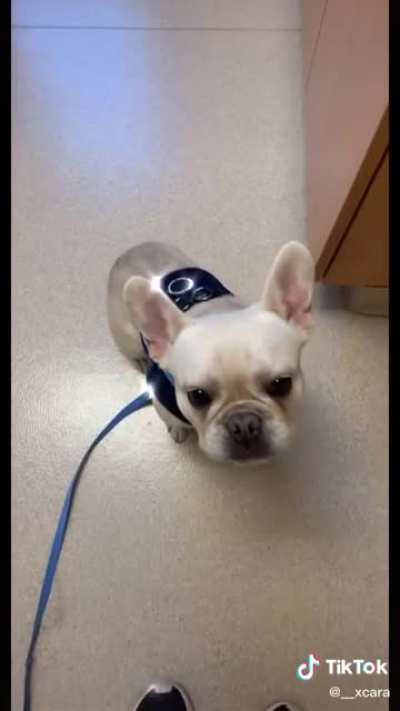 Vet tech interviews her patients