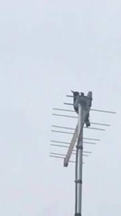 Black bird in Tasmania, with a unique, three syllable whistle.