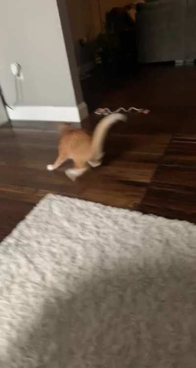 I don&rsquo;t even think George knows why he&rsquo;s running