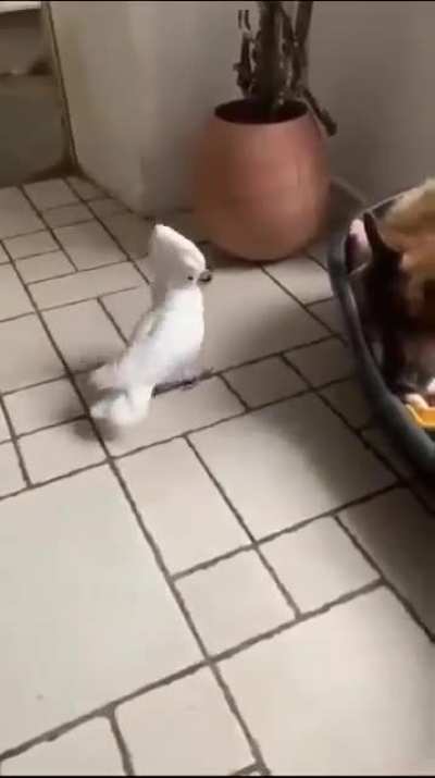 All bark and no bite