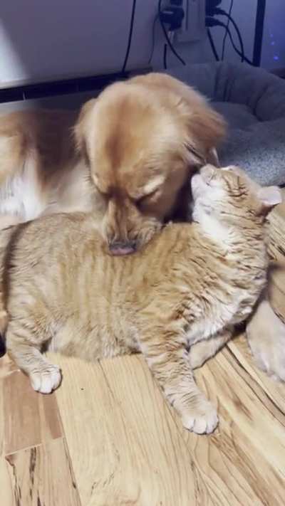 The golden back scratch