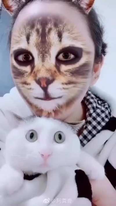 Human cats