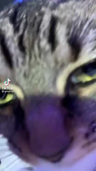 perfectly cut meows