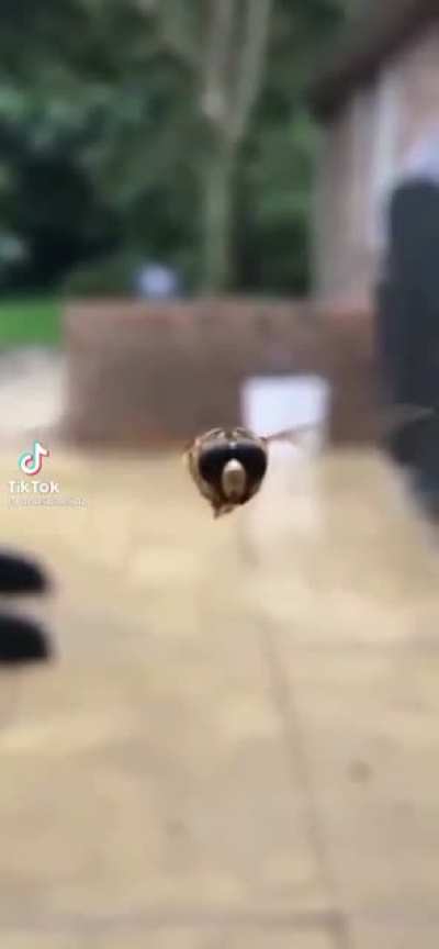 Insect