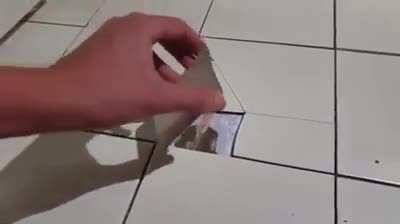 sus