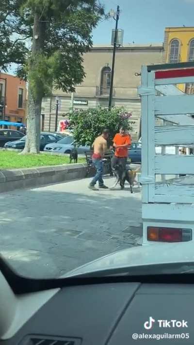 Peleas perras 🐾
