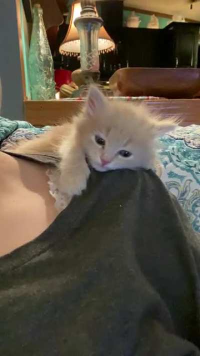 Even smol floofs can be hardened criminals. Don&rsquo;t let her cute kitten act fool you, if given the chance Emma would steal all your hearts.