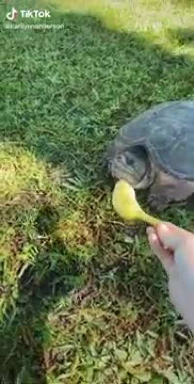 Feeding a turtle