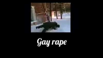 Harambe😪😪😪
