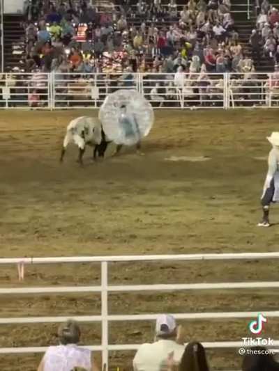 I&rsquo;m not saying there is a right way to harass a beautiful animal at all. But this is the least stupidest way I&rsquo;ve seen people do it.