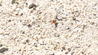 What's this ant in SoCal?