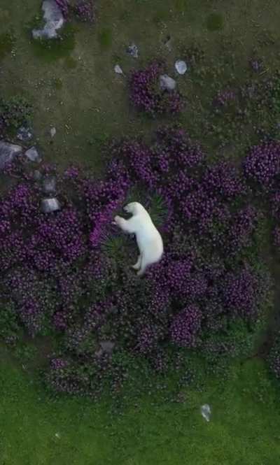 Polar bear sleeping in a field of flowers, footage by Martin Gregus